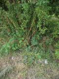 image of grave number 417053